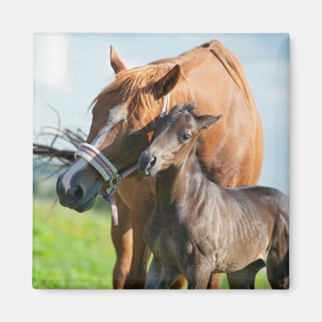 Imán Animales de bebé más afectados | Ternera negra con (Frente)