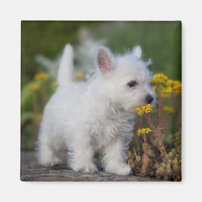 Imán Animales de bebé más afectados | Territorio Blanco (Frente)