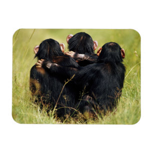 Imán Animales de bebé más afectados Tres chimpancés a