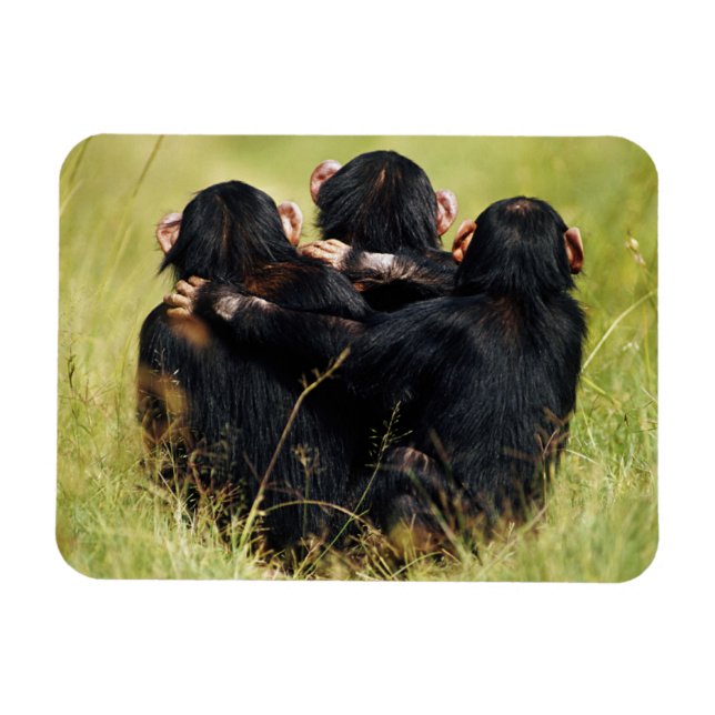 Imán Animales de bebé más afectados | Tres chimpancés a (Horizontal)