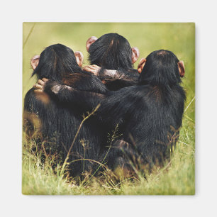 Imán Animales de bebé más afectados   Tres chimpancés a