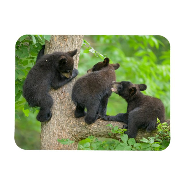 Imán Animales de bebé más afectados | Tres jóvenes osez (Horizontal)