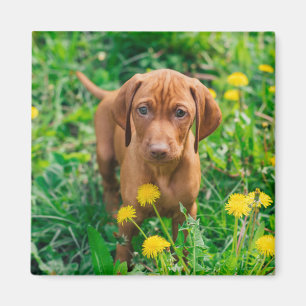 Imán Animales de bebé más afectados   Tubería de punter