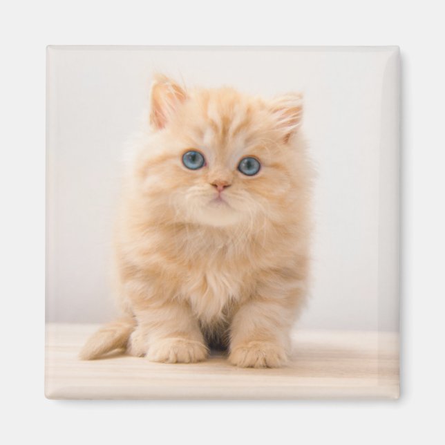 Imán Animales de bebé más afectados | Un Gatito Británi (Frente)
