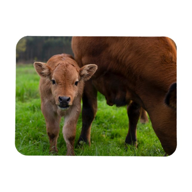 Imán Animales de bebé más afectados | Vaca y ternera (Horizontal)