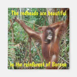 Imán Animales divertidos