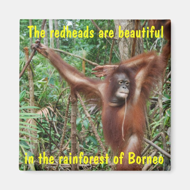 Imán Animales divertidos (Frente)