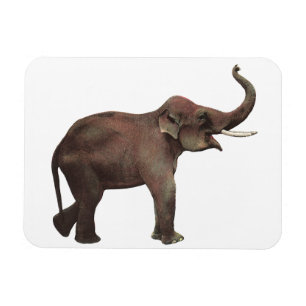 Imán Animales Salvajes Vintage, Suerte Elefantes Asiáti