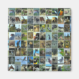 Imán Animals of the world
