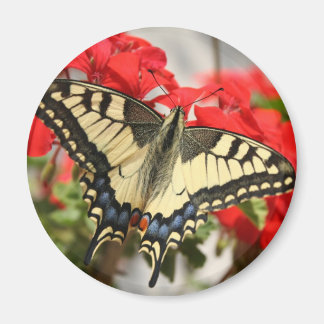 Imán Anise Swallowtail Magnet