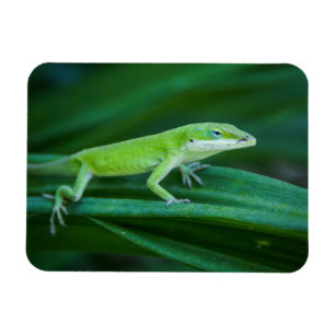 Imán Anole Lizard