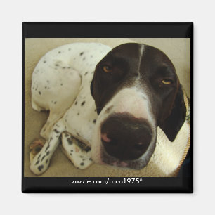 Imán Años del perro
