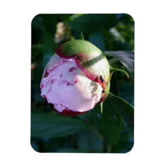 Imán Ant y Shadow on Peony