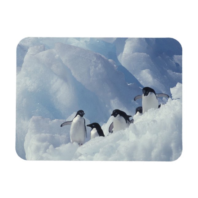 Imán Antártica. Pingüinos de Adelie (Horizontal)