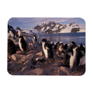 Imán Antártida, crías de pingüino Adelie