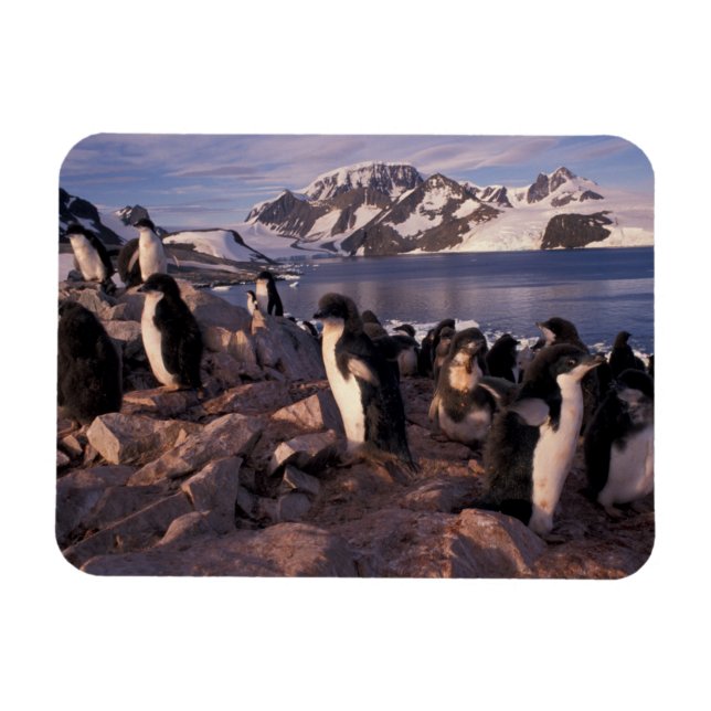 Imán Antártida, crías de pingüino Adelie (Horizontal)