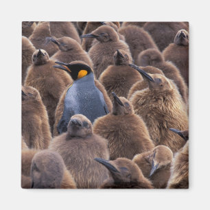 Imán Antártida, Isla Georgia del Sur, pingüinos rey