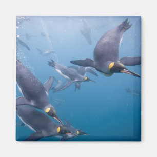 Imán Antártida, Isla Georgia del Sur (Reino Unido), 2