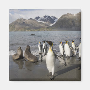 Imán Antártida, Isla Georgia del Sur (Reino Unido), Ant