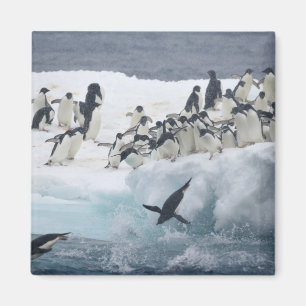 Imán Antártida, Isla Paulet. Pingüinos adelie