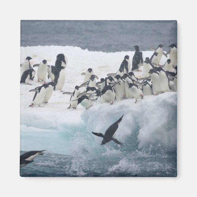 Imán Antártida, Isla Paulet. Pingüinos adelie (Frente)