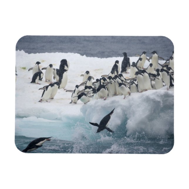 Imán Antártida, Isla Paulet. Pingüinos Adelie (Horizontal)