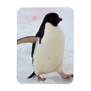 Imán Antártida. Isla Petermann. Pingüino Adelie