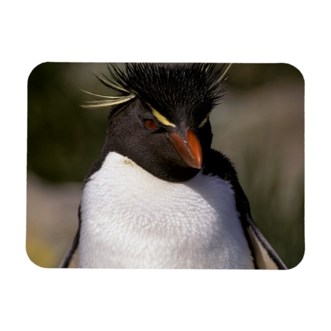 Imán Antártida, Islas Subantárticas, Sur 5 (Horizontal)