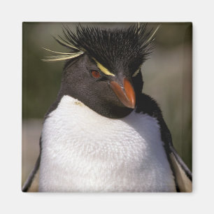 Imán Antártida, Islas Subantárticas, Sur 5