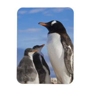 Imán Antártida, Neko Cove (Puerto). Pingüino de Gentoo