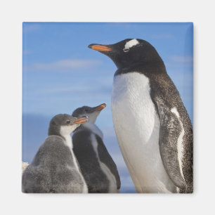 Imán Antártida, Neko Cove (Puerto). Pingüino de Gentoo