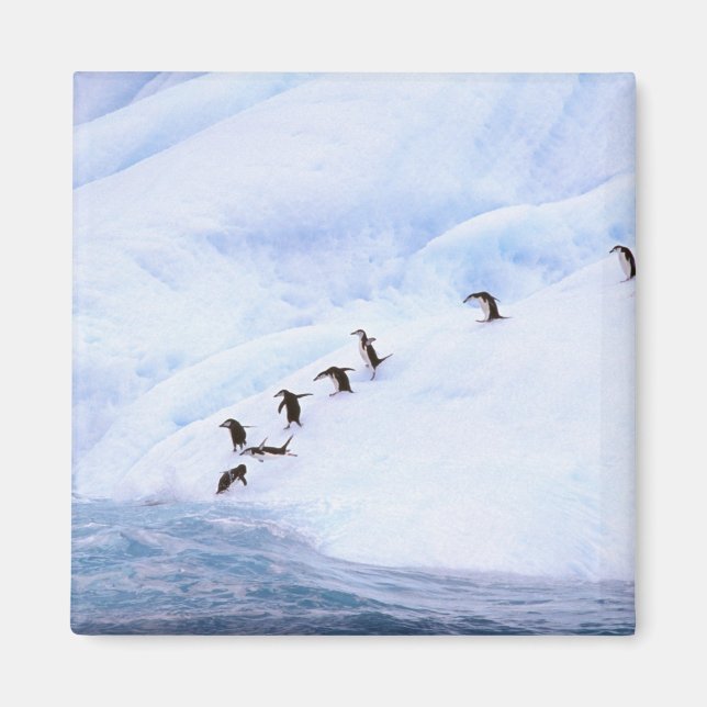 Imán Antártida, Península Antártica. Chinstrap (Frente)