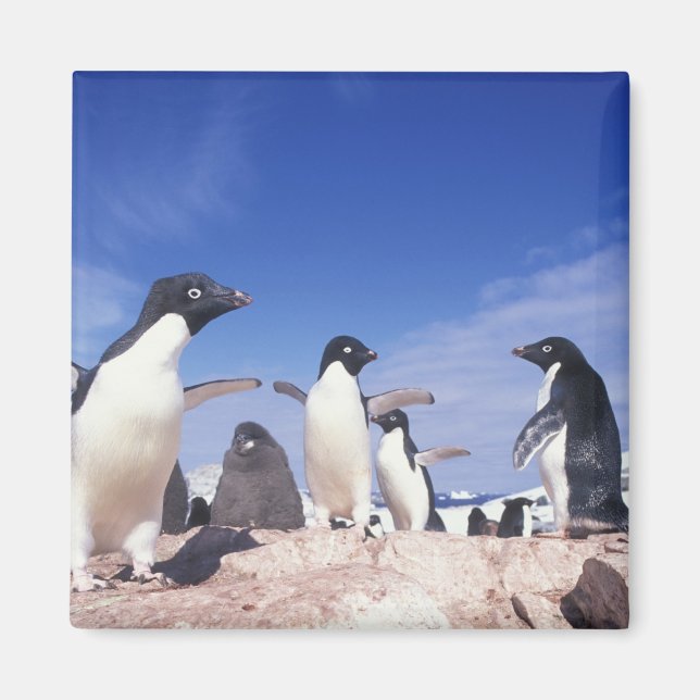 Imán Antártida, Pingüino Adelie Pygoscelis (Frente)