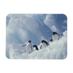 Imán Antártida. Pingüinos Adelie