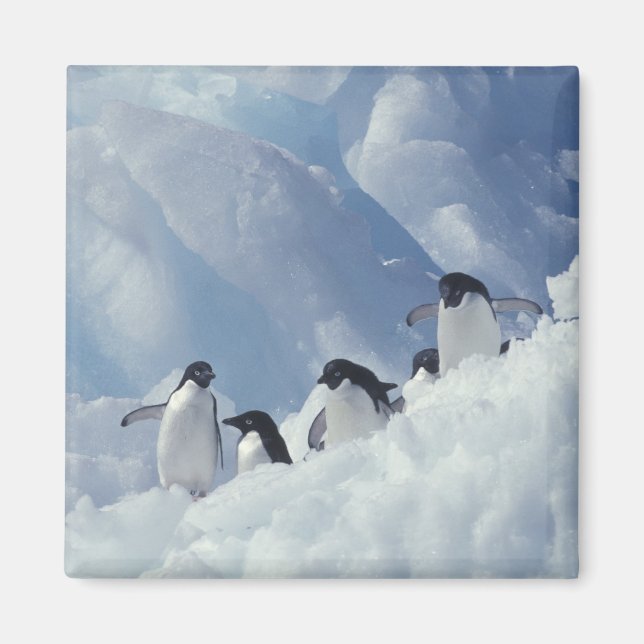 Imán Antártida. Pingüinos Adelie (Frente)