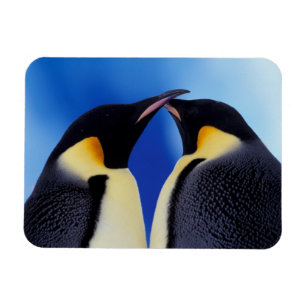 Imán Antártida, Pingüinos Emperadores