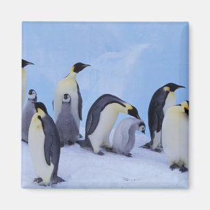 Imán Antártida, Pingüinos Emperadores