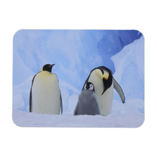 Imán Antártida. Pingüinos emperadores y cría