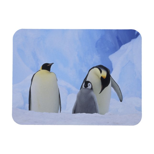 Imán Antártida. Pingüinos emperadores y cría (Horizontal)