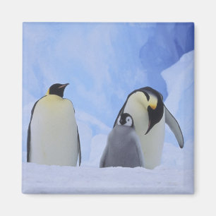 Imán Antártida. Pingüinos emperadores y cría