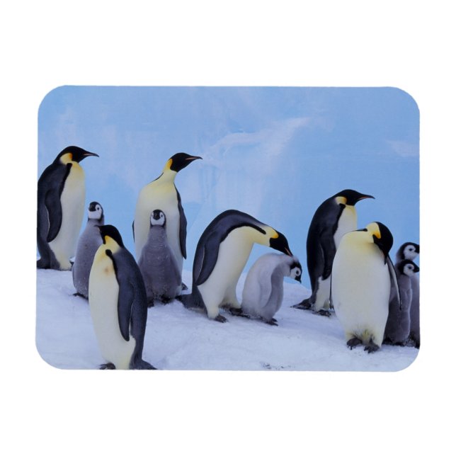Imán Antártida, Pingüinos Emporer (Horizontal)
