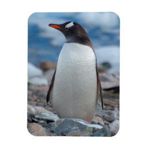 Imán Antártida. Puerto Neko. Pingüino de Gentoo
