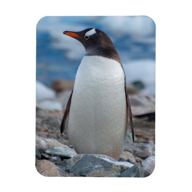 Imán Antártida. Puerto Neko. Pingüino de Gentoo (Vertical)
