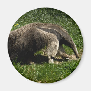 Imán Anteater gigante