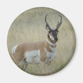 Imán Antelope Pronghorn Big Buck