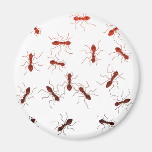 Imán Antics. de la hormiga