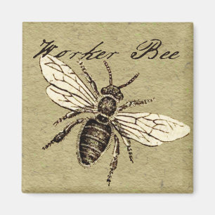 Imán Antigüedad del Ilustracion de los insectos de los 