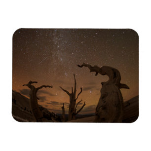 Imán Antiguo bosque de pinos de Bristlecone   Californi