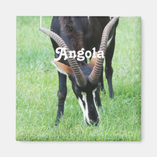 Imán Antílope de Sable de Angola