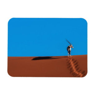 Imán Antílope del Oryx en el desierto de Namib
